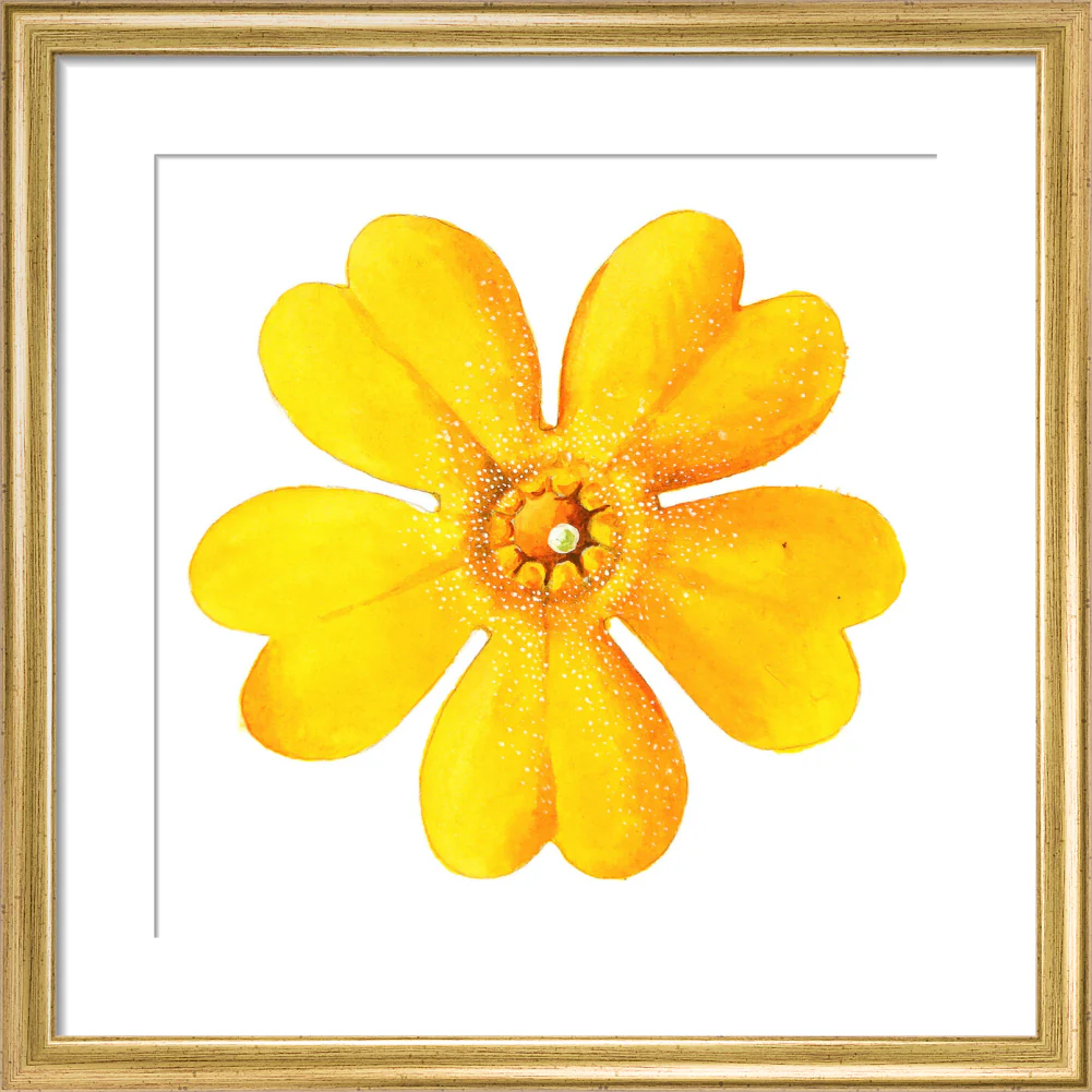 Primula bulleyana Flower by Lillian Snelling - Image 5