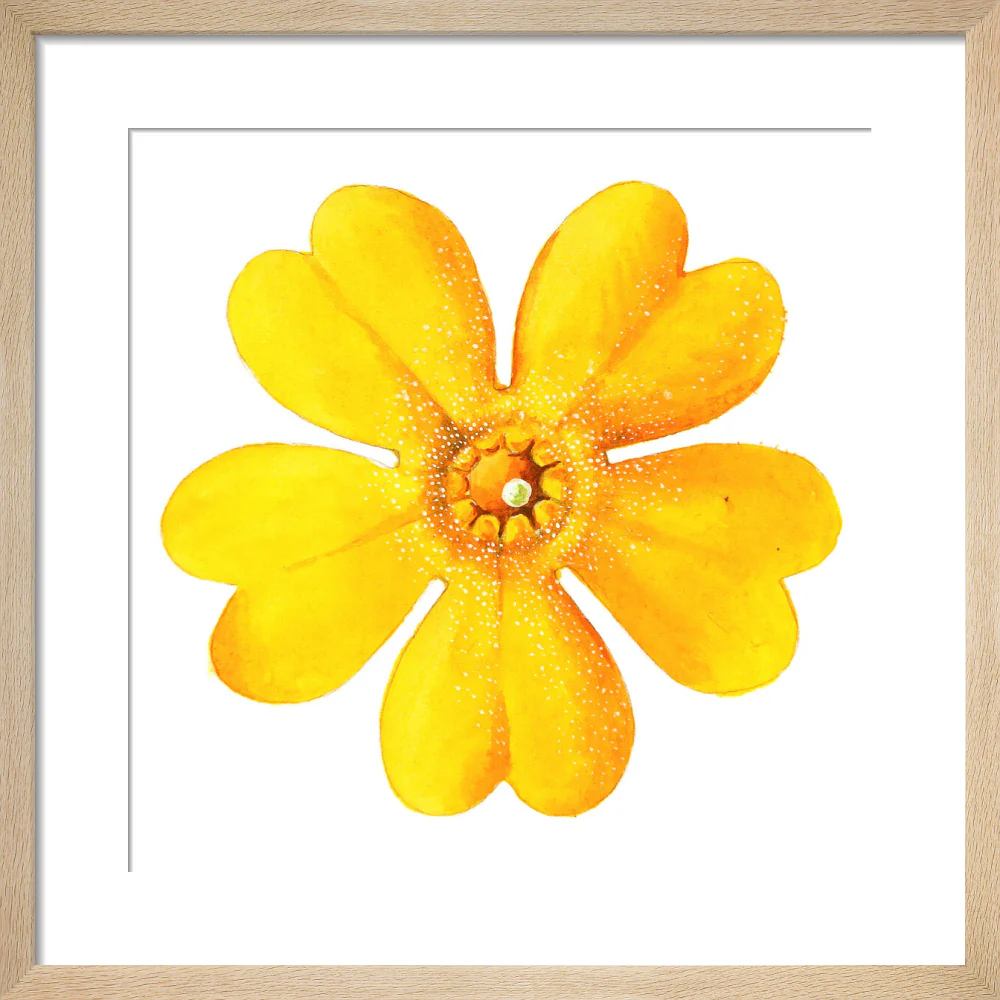 Primula bulleyana Flower by Lillian Snelling - Image 6