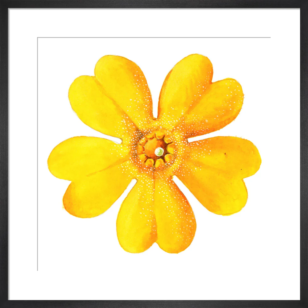 Primula bulleyana Flower by Lillian Snelling - Image 8