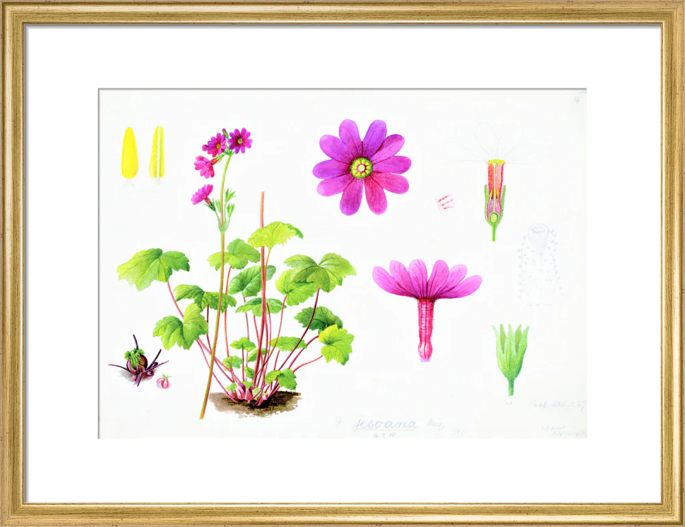 Primula jesoana by Lillian Snelling - Image 10