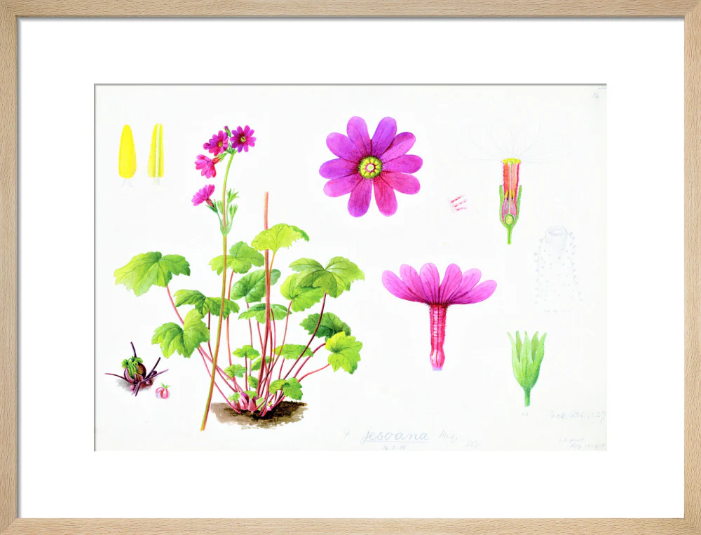 Primula jesoana by Lillian Snelling - Image 11
