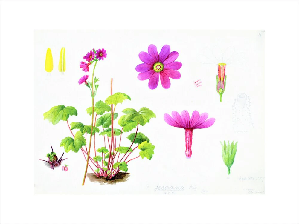 Primula jesoana by Lillian Snelling - Image 12