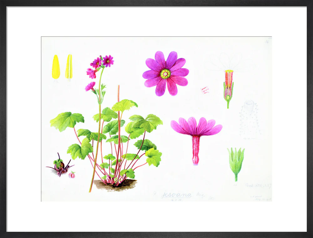 Primula jesoana by Lillian Snelling - Image 13