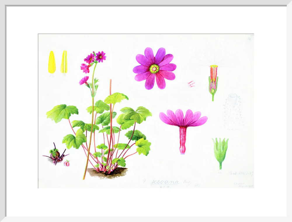 Primula jesoana by Lillian Snelling - Image 14