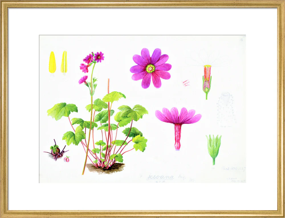Primula jesoana by Lillian Snelling - Image 15