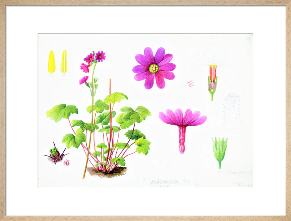 Primula jesoana by Lillian Snelling - Image 16