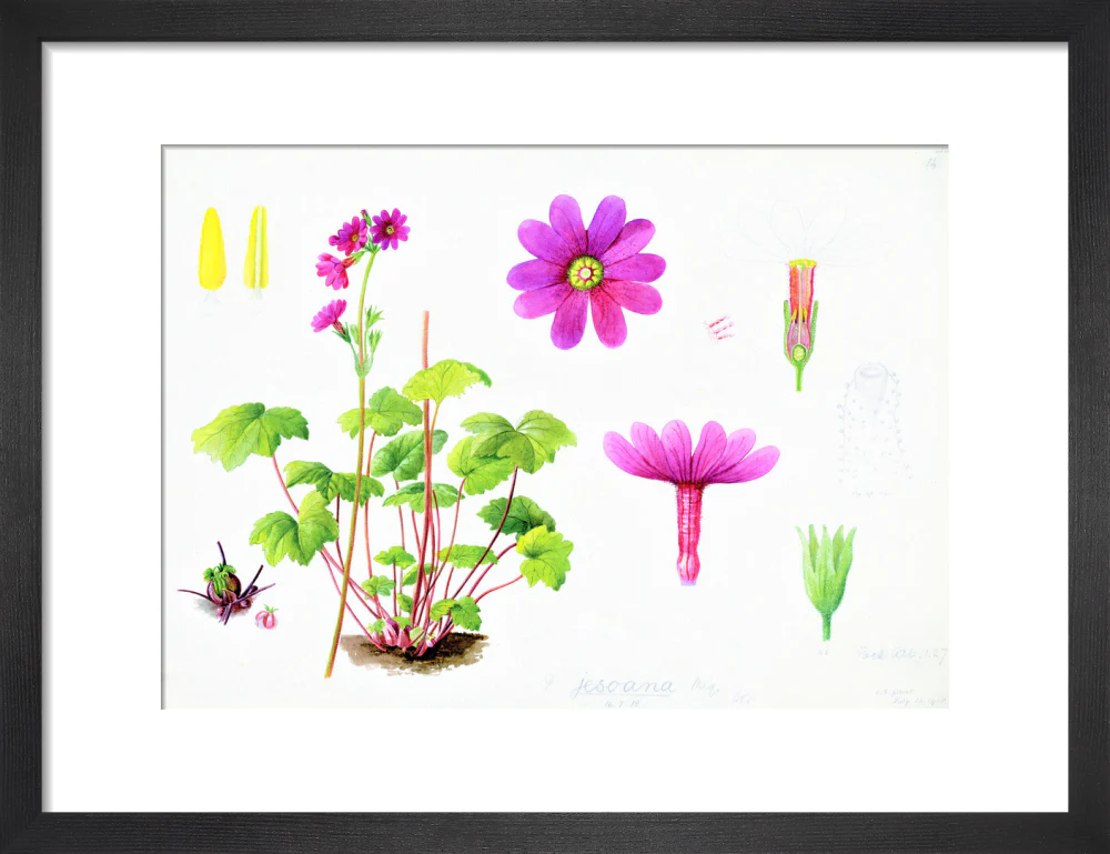 Primula jesoana by Lillian Snelling - Image 3