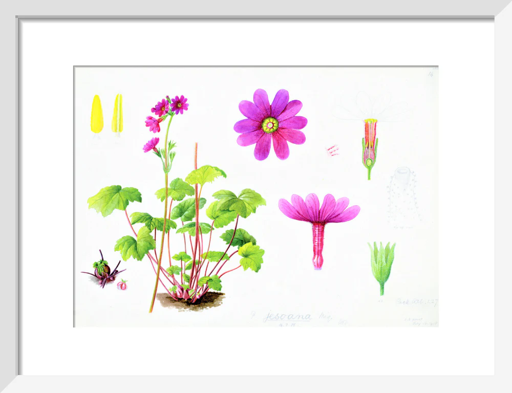 Primula jesoana by Lillian Snelling - Image 4