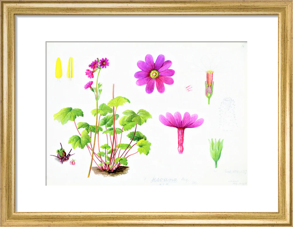 Primula jesoana by Lillian Snelling - Image 5
