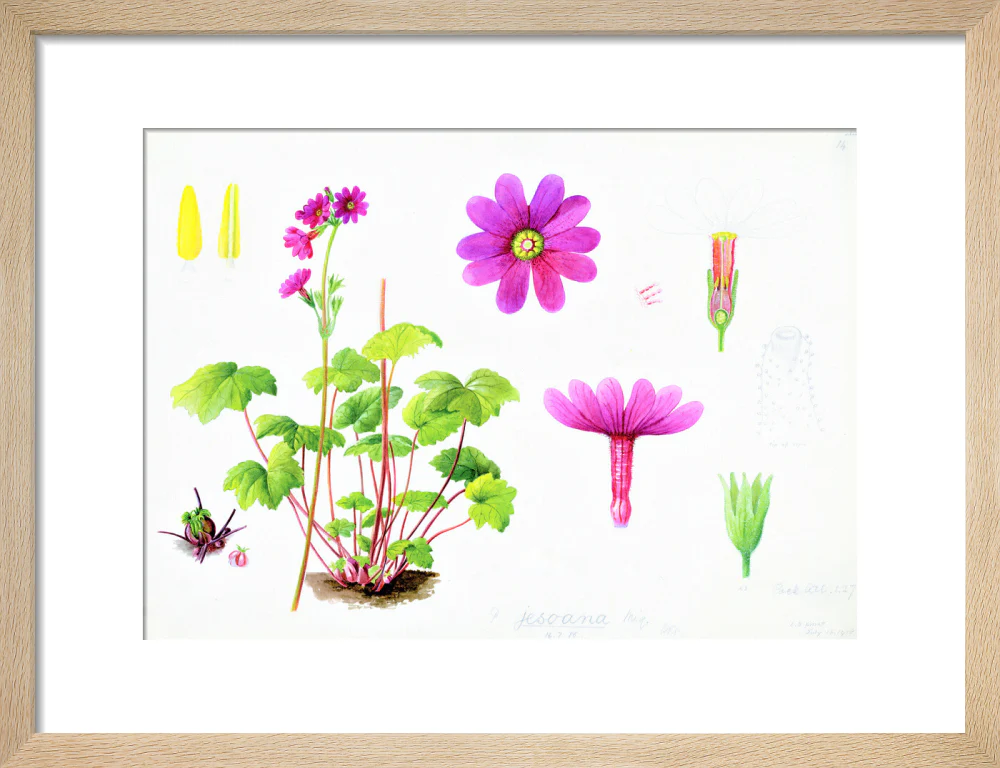 Primula jesoana by Lillian Snelling - Image 6
