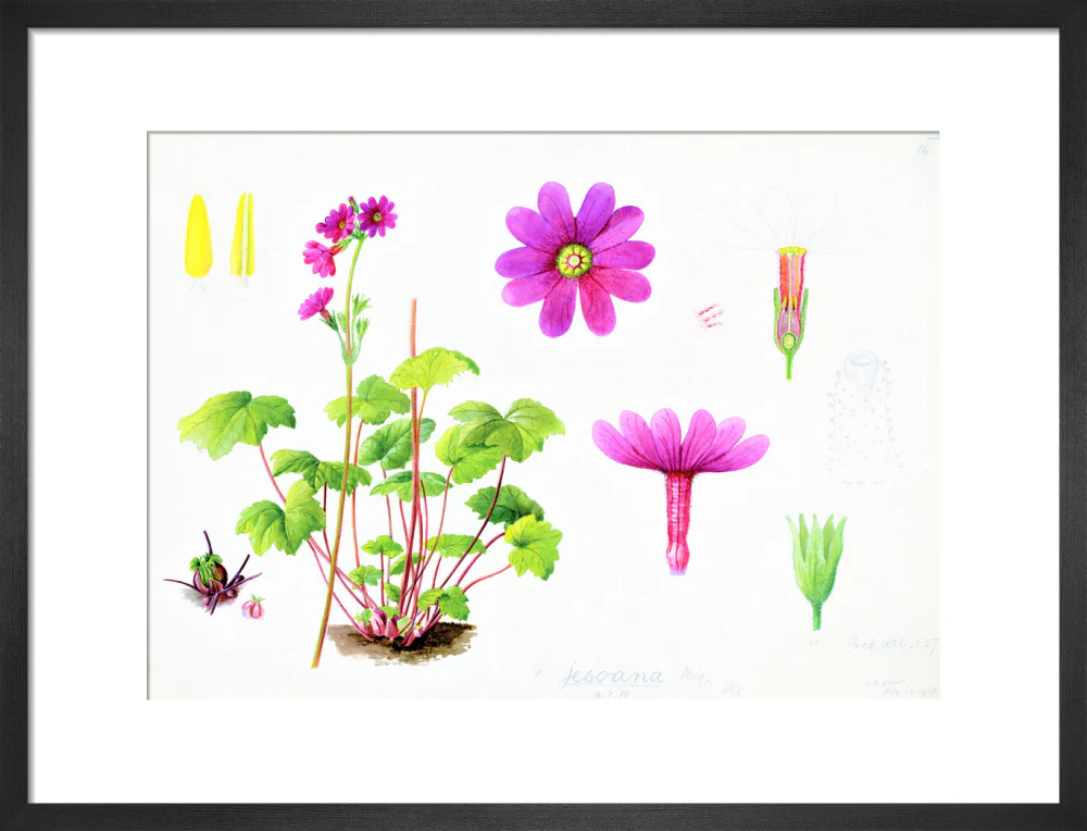 Primula jesoana by Lillian Snelling - Image 8