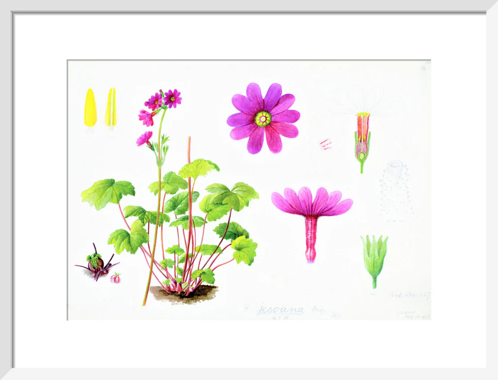 Primula jesoana by Lillian Snelling - Image 9