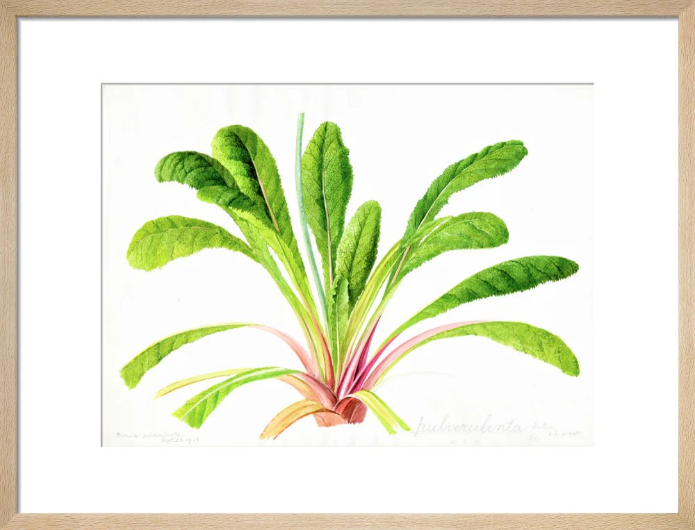 Primula pulverulenta by Lillian Snelling - Image 11