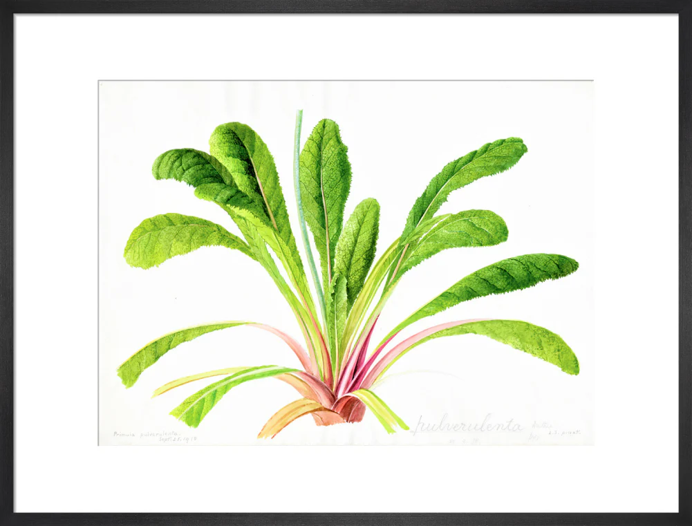 Primula pulverulenta by Lillian Snelling - Image 13