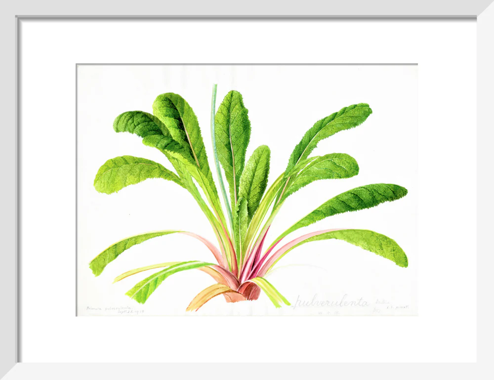 Primula pulverulenta by Lillian Snelling - Image 4