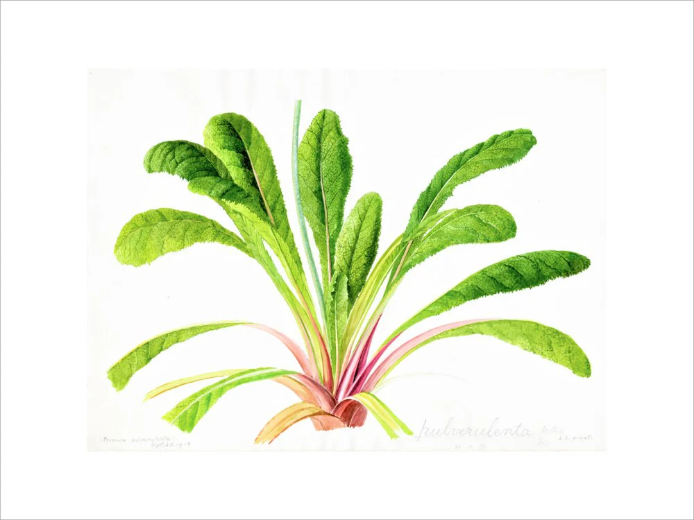 Primula pulverulenta by Lillian Snelling - Image 7