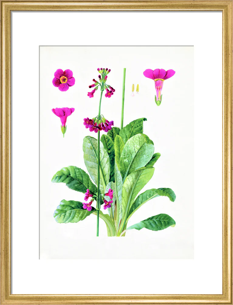Primula wilsonii by Lillian Snelling - Image 10