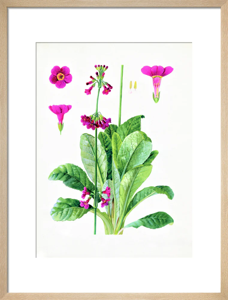 Primula wilsonii by Lillian Snelling - Image 11