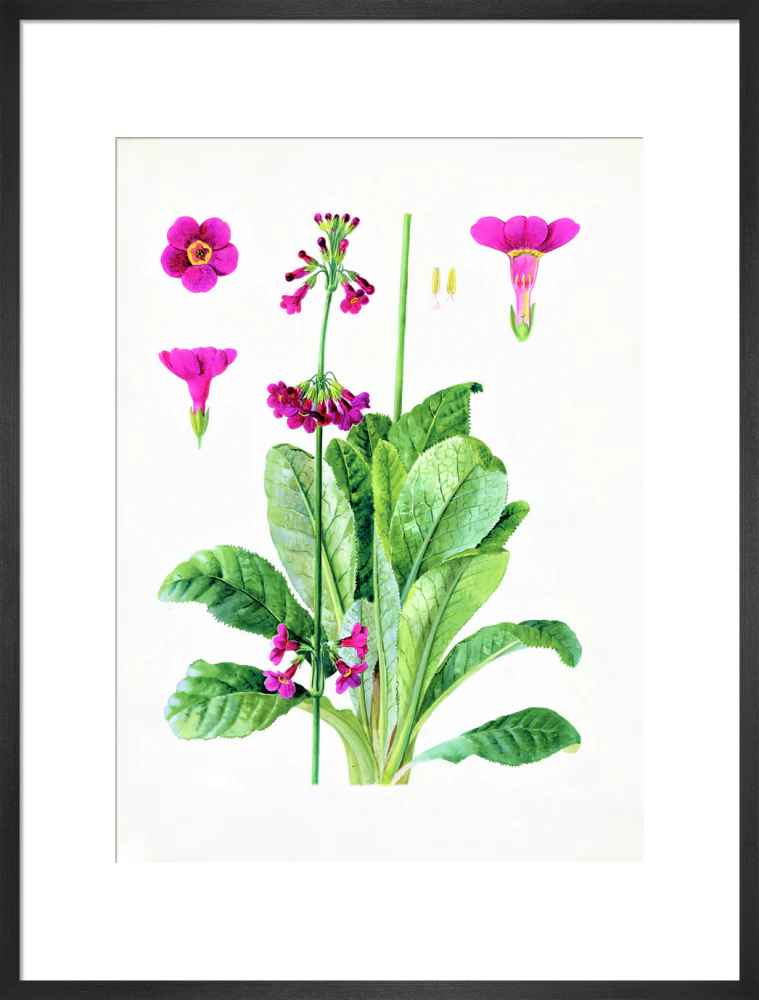 Primula wilsonii by Lillian Snelling - Image 13