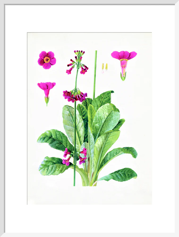 Primula wilsonii by Lillian Snelling - Image 14