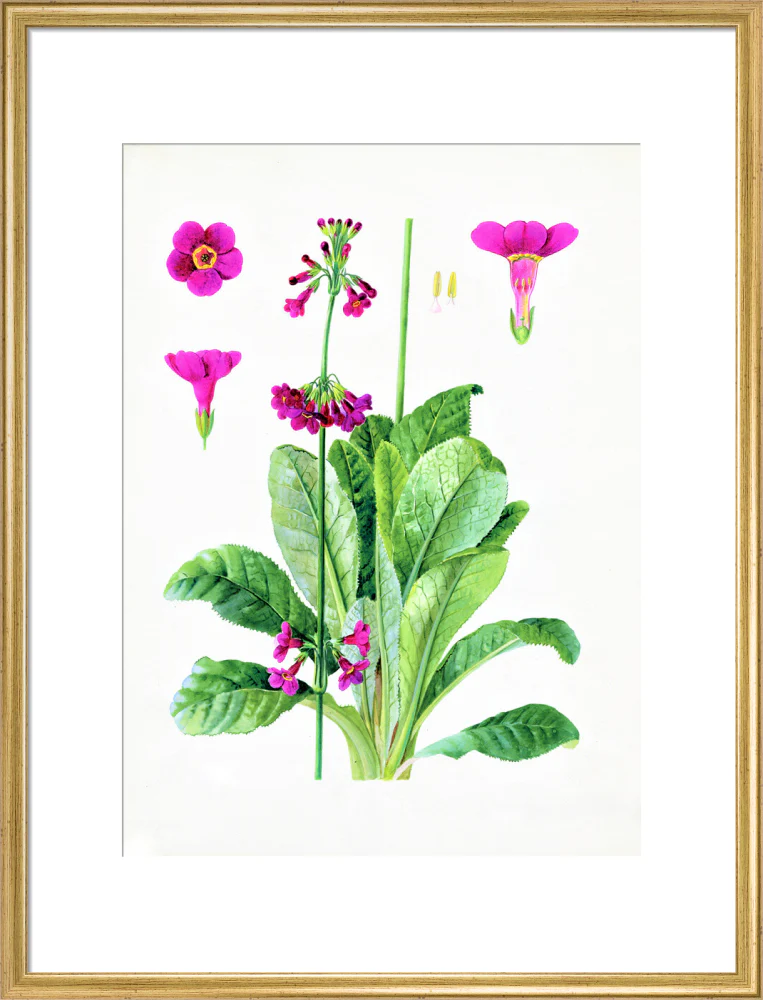 Primula wilsonii by Lillian Snelling - Image 15