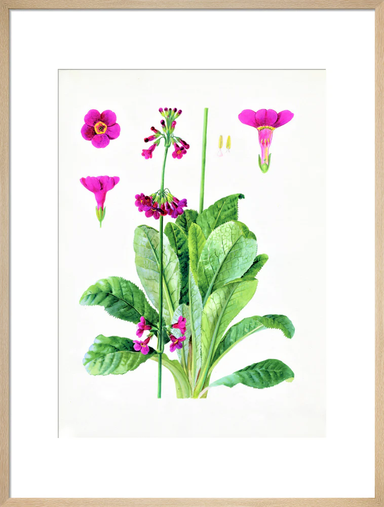 Primula wilsonii by Lillian Snelling - Image 16