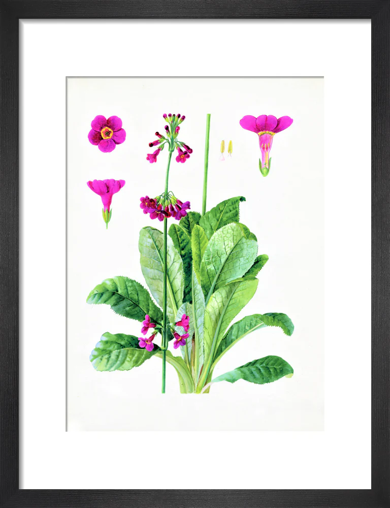 Primula wilsonii by Lillian Snelling - Image 3