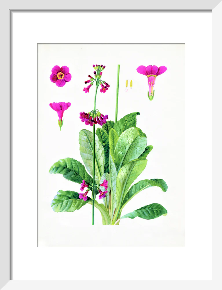 Primula wilsonii by Lillian Snelling - Image 4