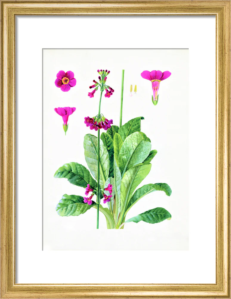 Primula wilsonii by Lillian Snelling - Image 5