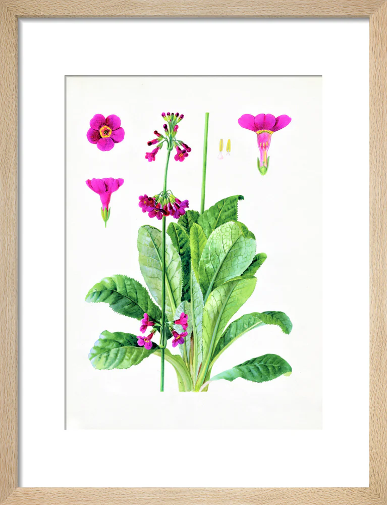 Primula wilsonii by Lillian Snelling - Image 6