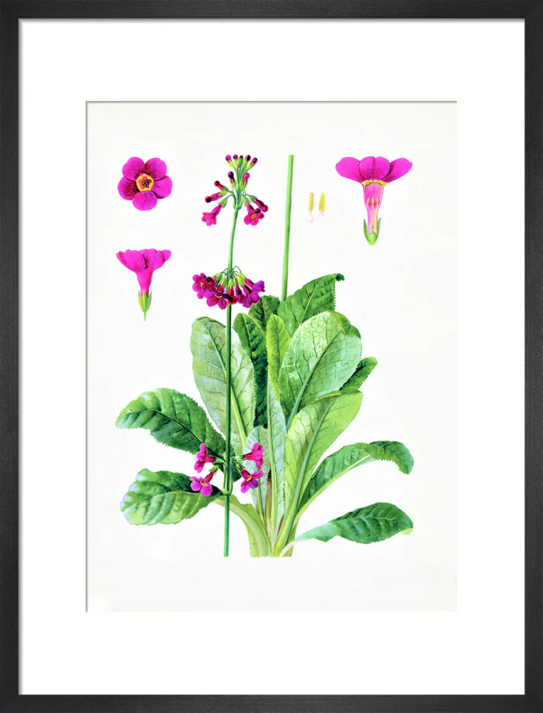 Primula wilsonii by Lillian Snelling - Image 8