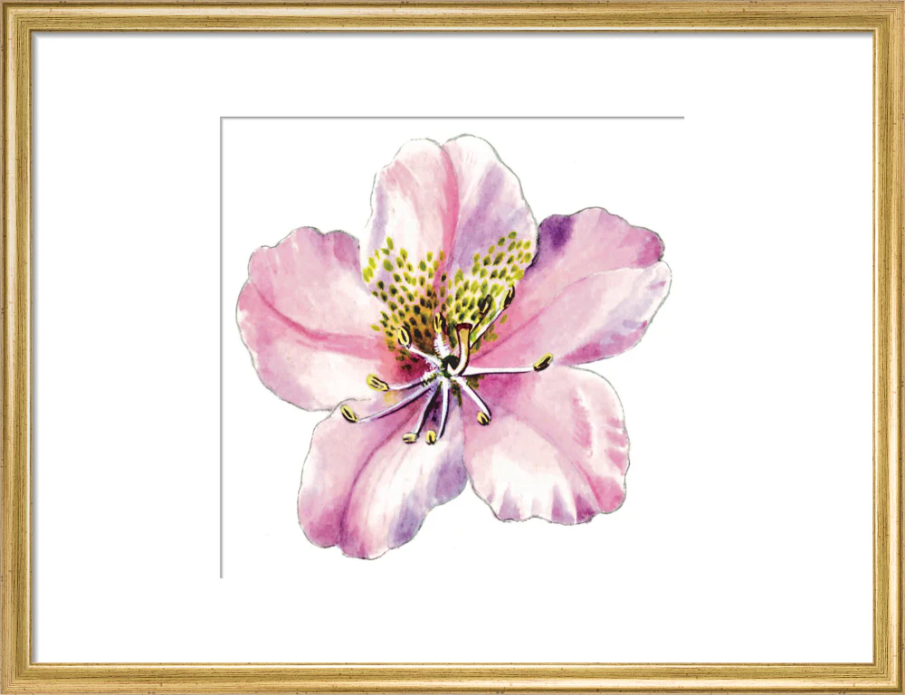 Rhododendron brachycarpum by Lillian Snelling - Image 10