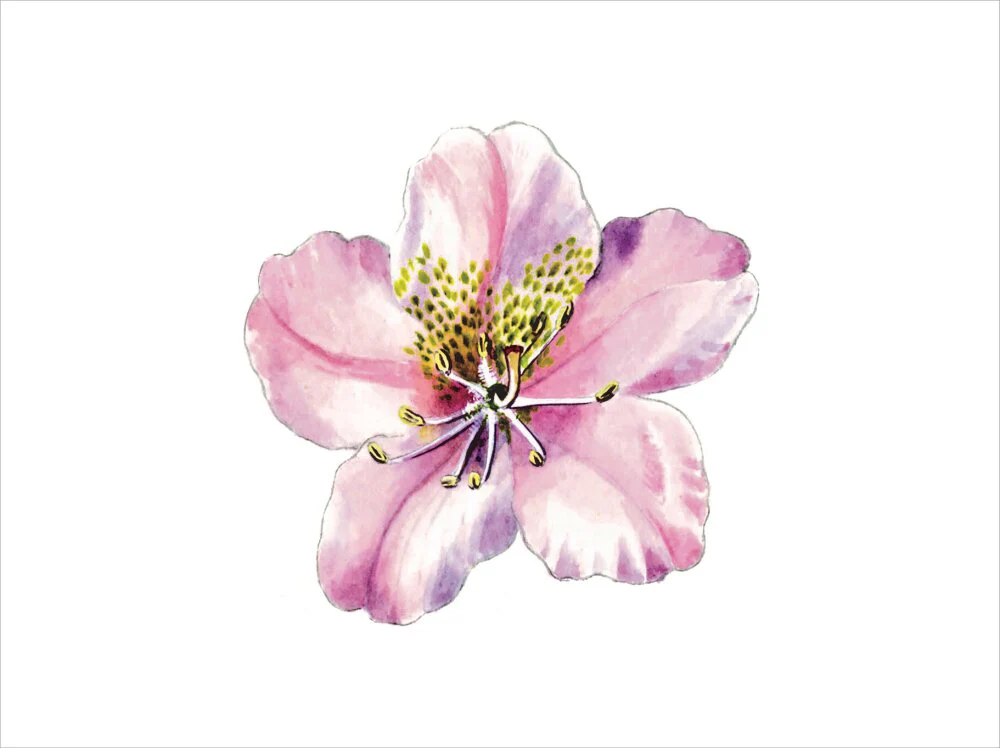 Rhododendron brachycarpum by Lillian Snelling - Image 12