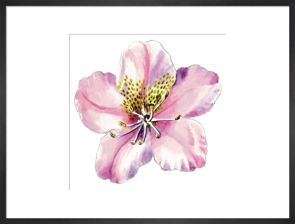 Rhododendron brachycarpum by Lillian Snelling - Image 13