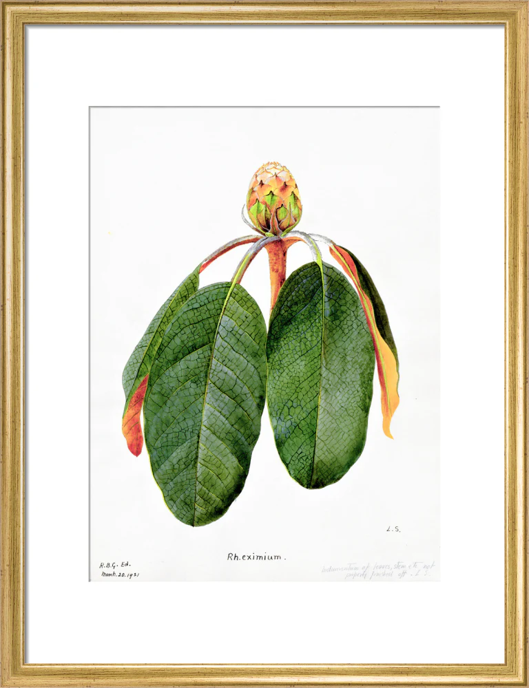 Rhododendron Falconeri by Lillian Snelling - Image 10