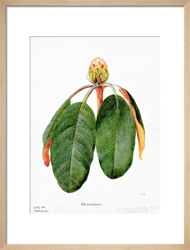 Rhododendron Falconeri by Lillian Snelling - Image 11