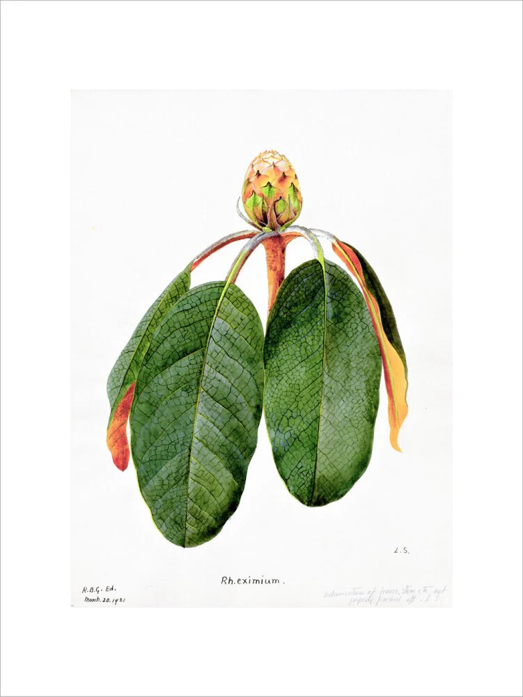 Rhododendron Falconeri by Lillian Snelling - Image 12