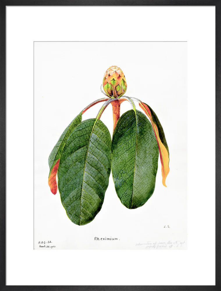 Rhododendron Falconeri by Lillian Snelling - Image 13