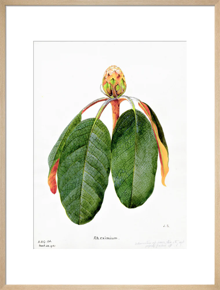 Rhododendron Falconeri by Lillian Snelling - Image 16
