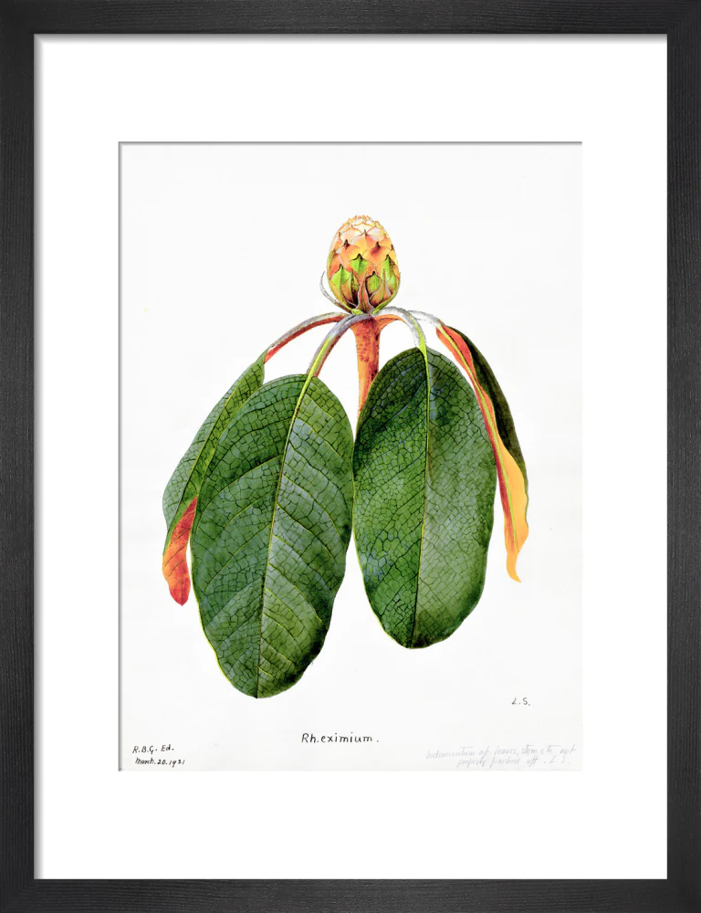Rhododendron Falconeri by Lillian Snelling - Image 3