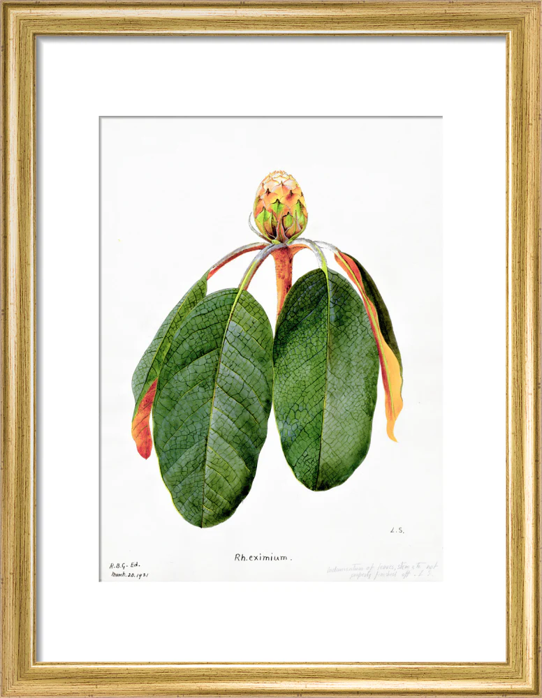 Rhododendron Falconeri by Lillian Snelling - Image 5
