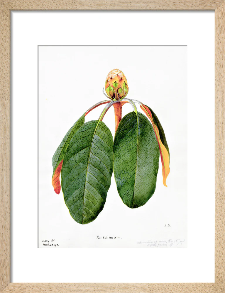 Rhododendron Falconeri by Lillian Snelling - Image 6