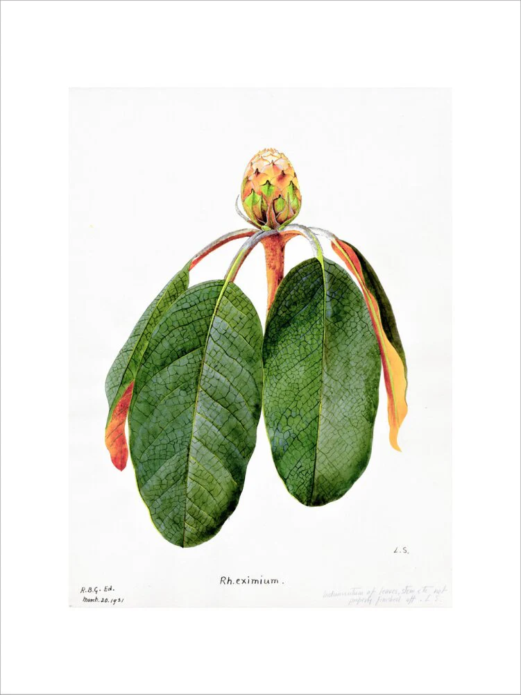 Rhododendron Falconeri by Lillian Snelling - Image 7