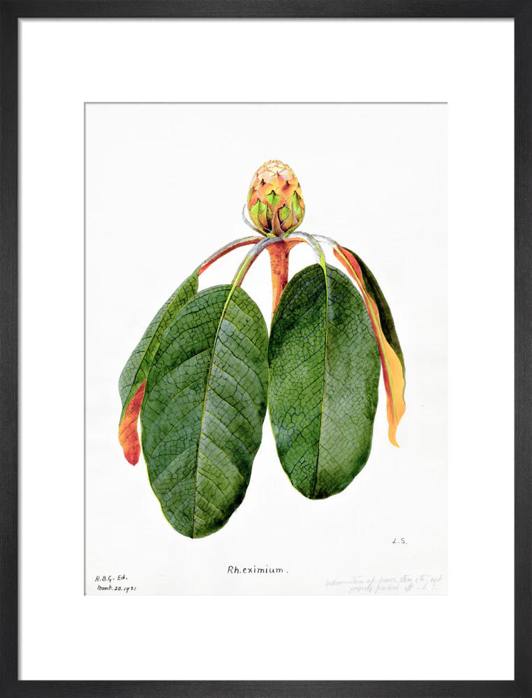Rhododendron Falconeri by Lillian Snelling - Image 8