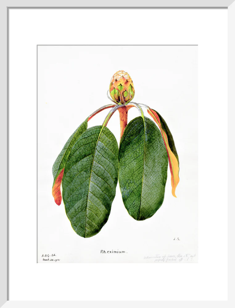 Rhododendron Falconeri by Lillian Snelling - Image 9