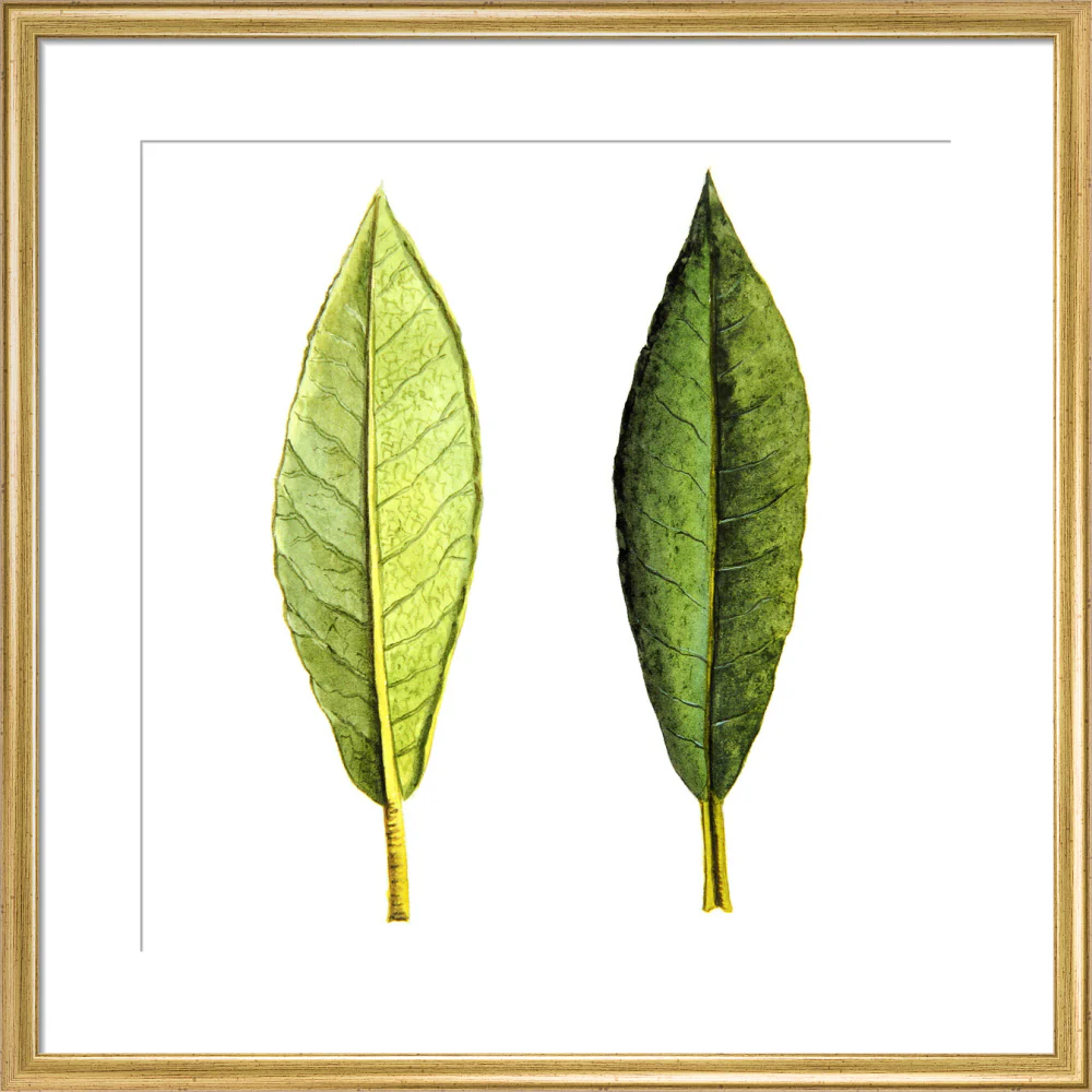 Rhododendron Foliage by Lillian Snelling - Image 10