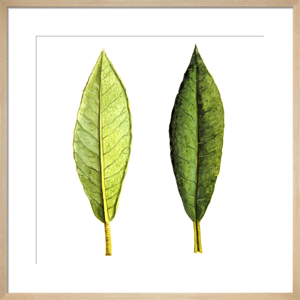 Rhododendron Foliage by Lillian Snelling - Image 11