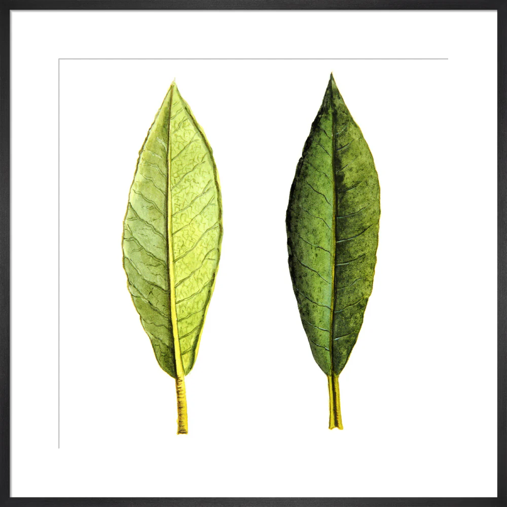 Rhododendron Foliage by Lillian Snelling - Image 13