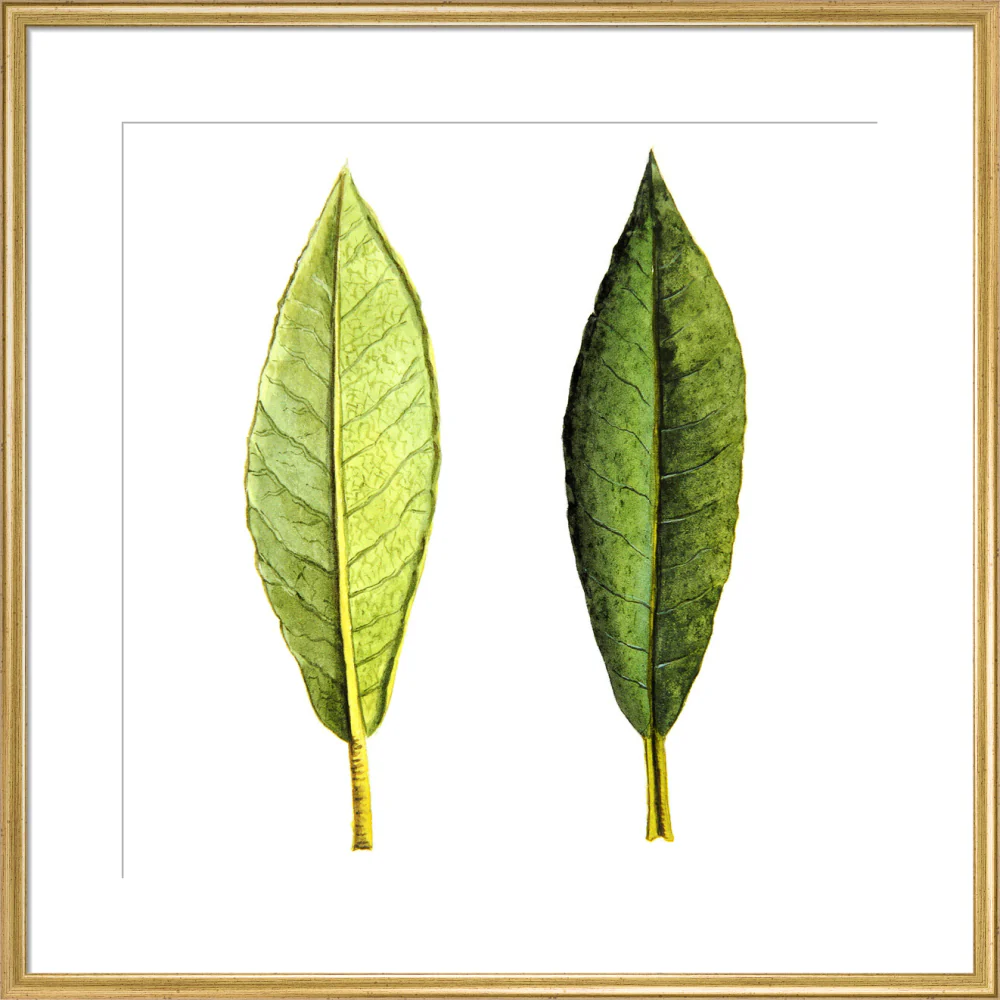 Rhododendron Foliage by Lillian Snelling - Image 15