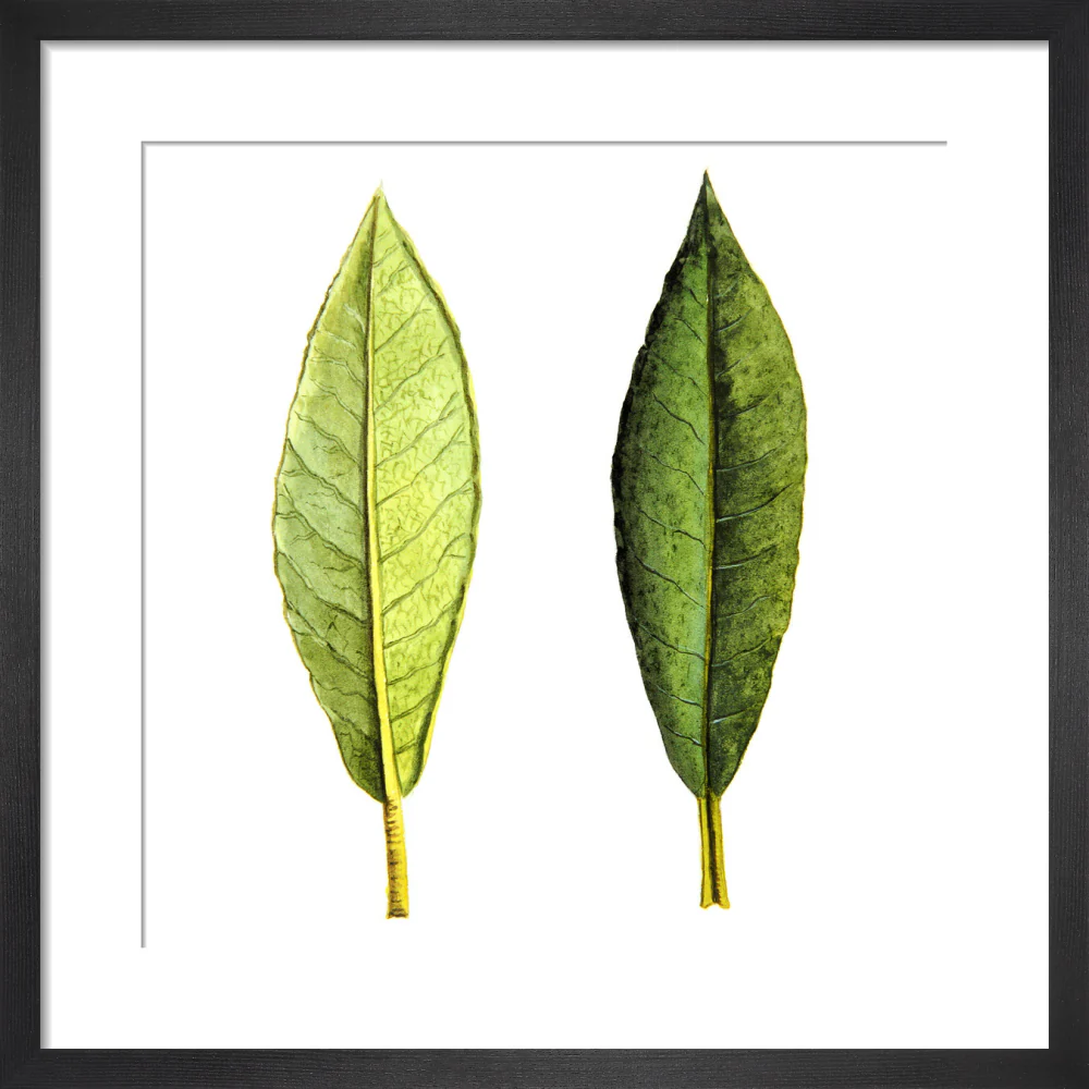 Rhododendron Foliage by Lillian Snelling - Image 3